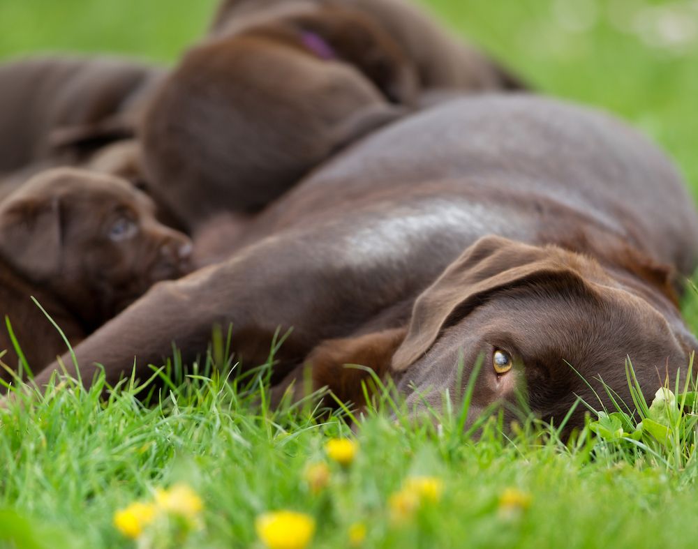 Breeder-Judges and Experts
